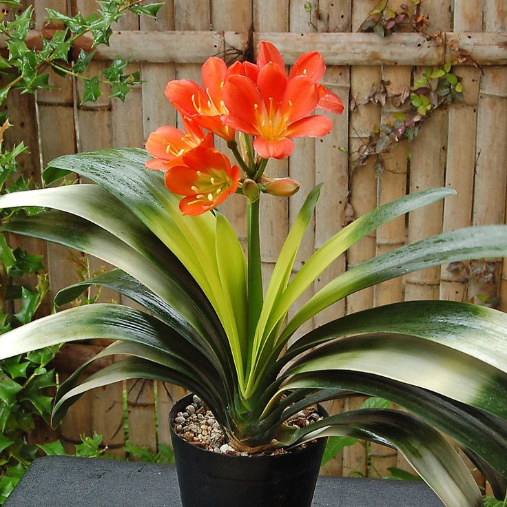 Clivia preço