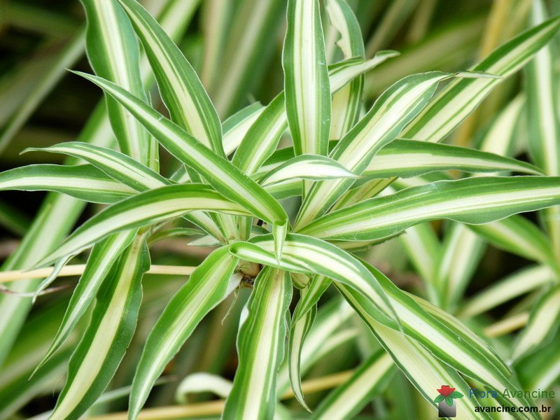 Clorofito Verde (Comosum)