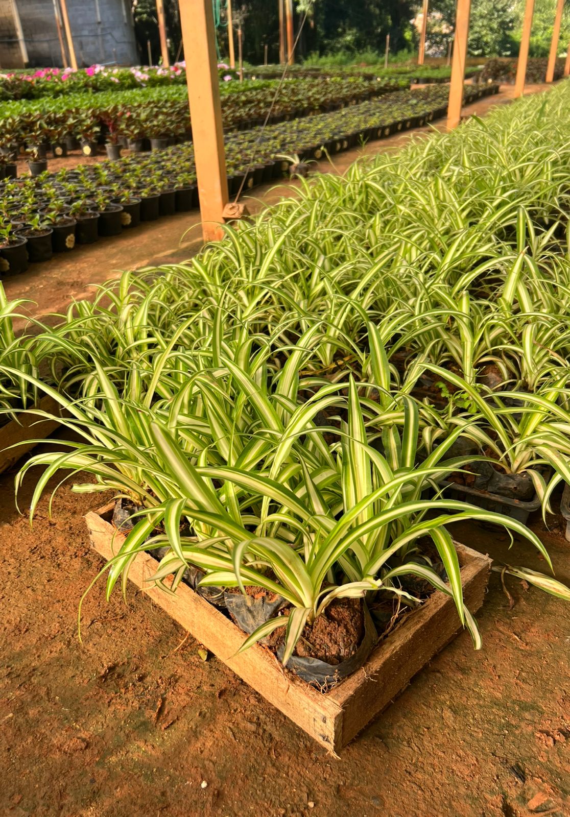 Clorofito Variegatum