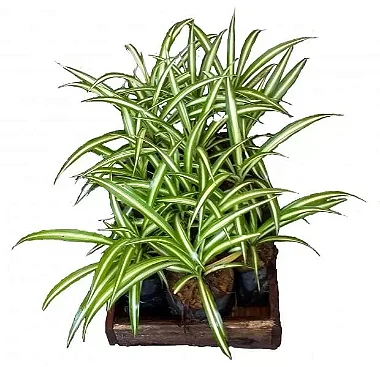 Clorofito de Sombra (Vittatum)
