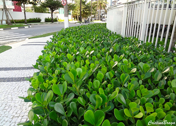 Clusia como planta de interior