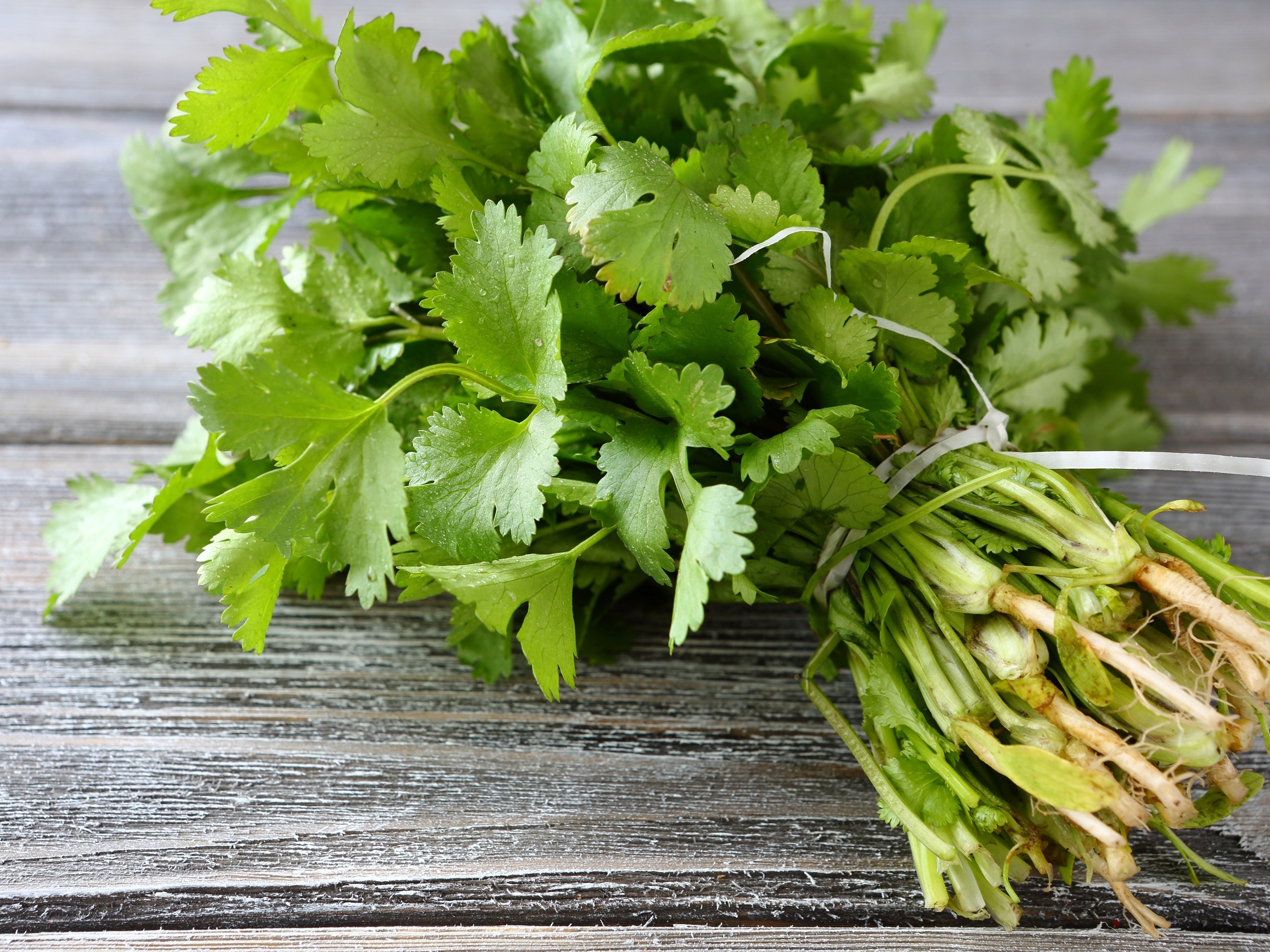 coentro é genético