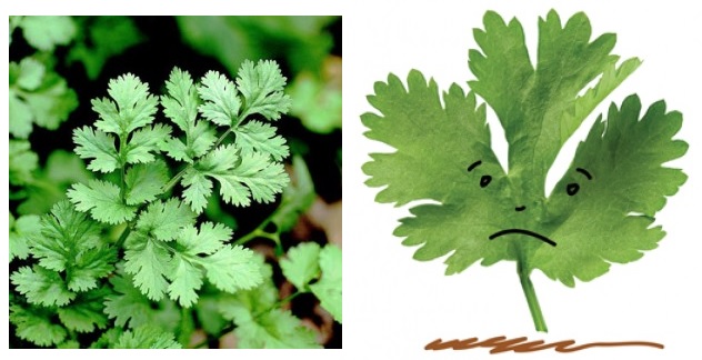 Coentro: um tempero polêmico explicado pela ciência