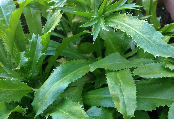 5 Receitas Nordestinas com Coentro Selvagem