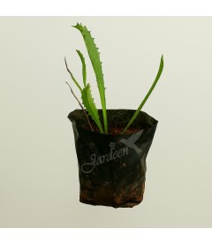 Benefícios Pouco Conhecidos do Coentro Selvagem para a Saúde