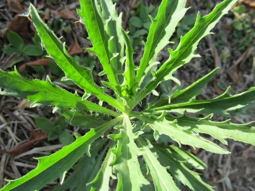 Guia Completo de Cultivo do Coentro Selvagem em Casa