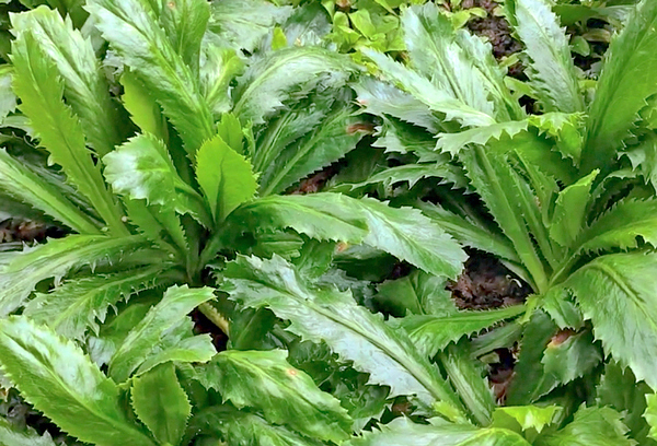 Benefícios Pouco Conhecidos do Coentro Selvagem para a Saúde