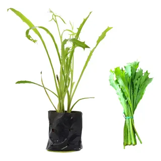 5 Receitas Nordestinas com Coentro Selvagem