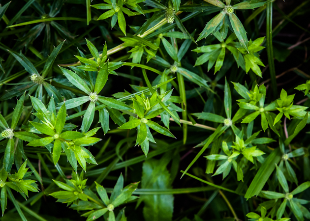 Guia Completo de Cultivo do Coentro Selvagem em Casa