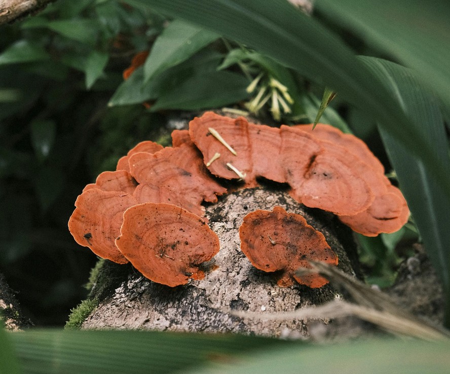 cogumelos medicinais para imunidade