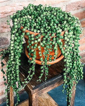 Colar de Pérolas Verde