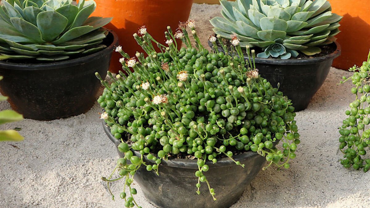 Suculenta Colar de Pérolas