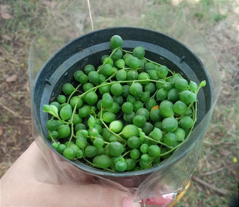 Colar de Pérolas Verde