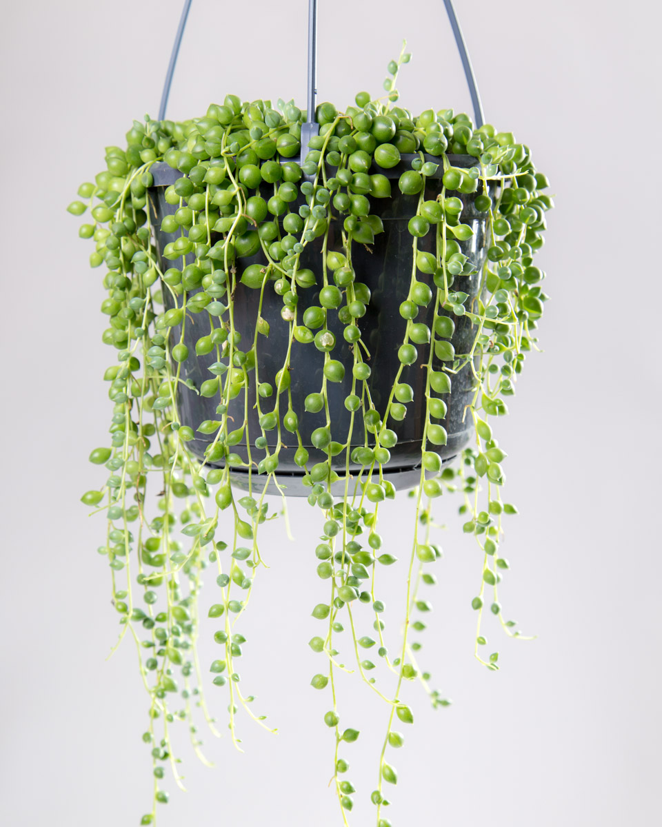 Senecio rowleyanus