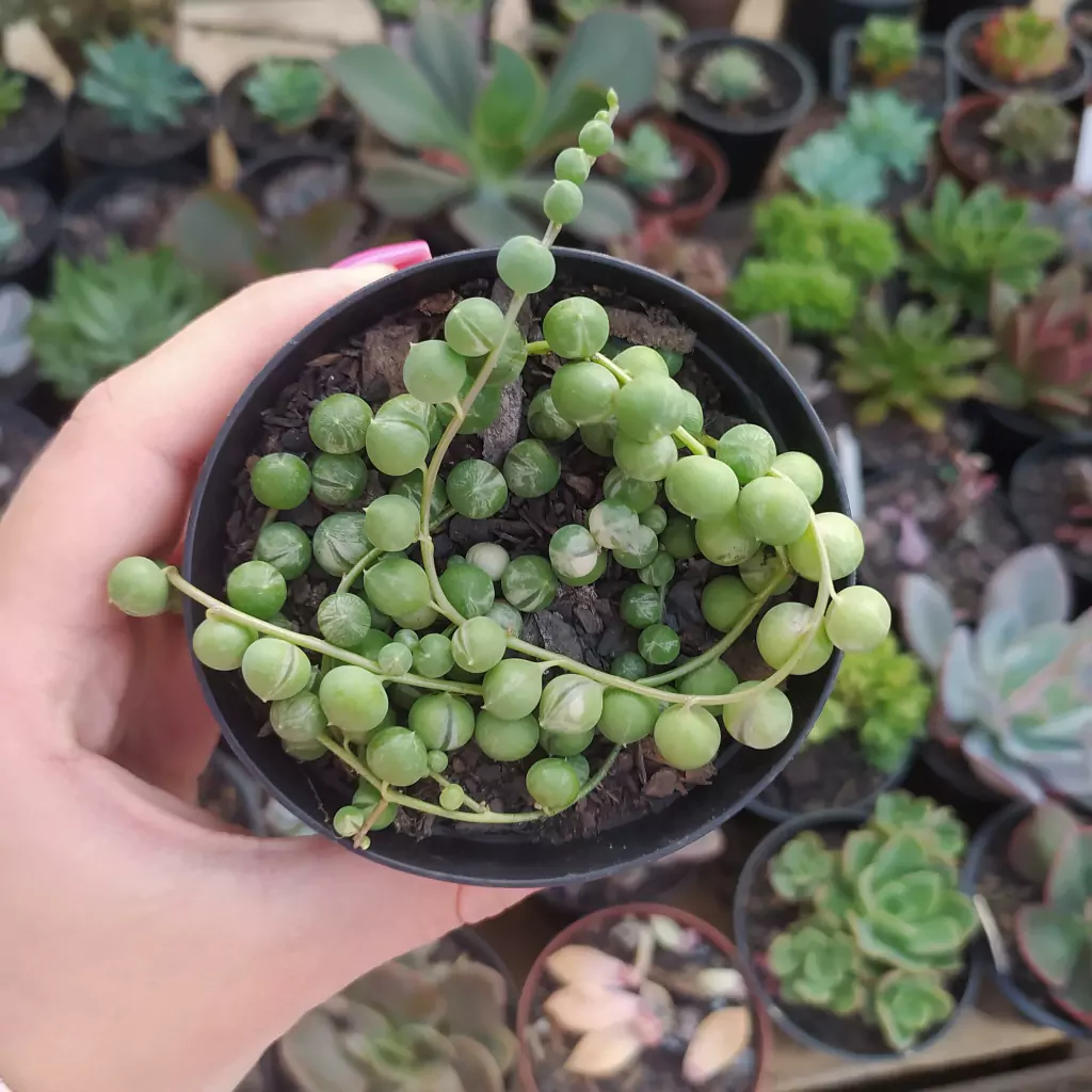 Suculenta Colar de Pérolas
