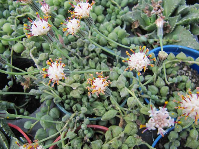 Planta Rosário