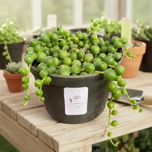 Colar de Pérolas Verde