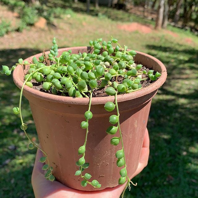 Senecio rowleyanus