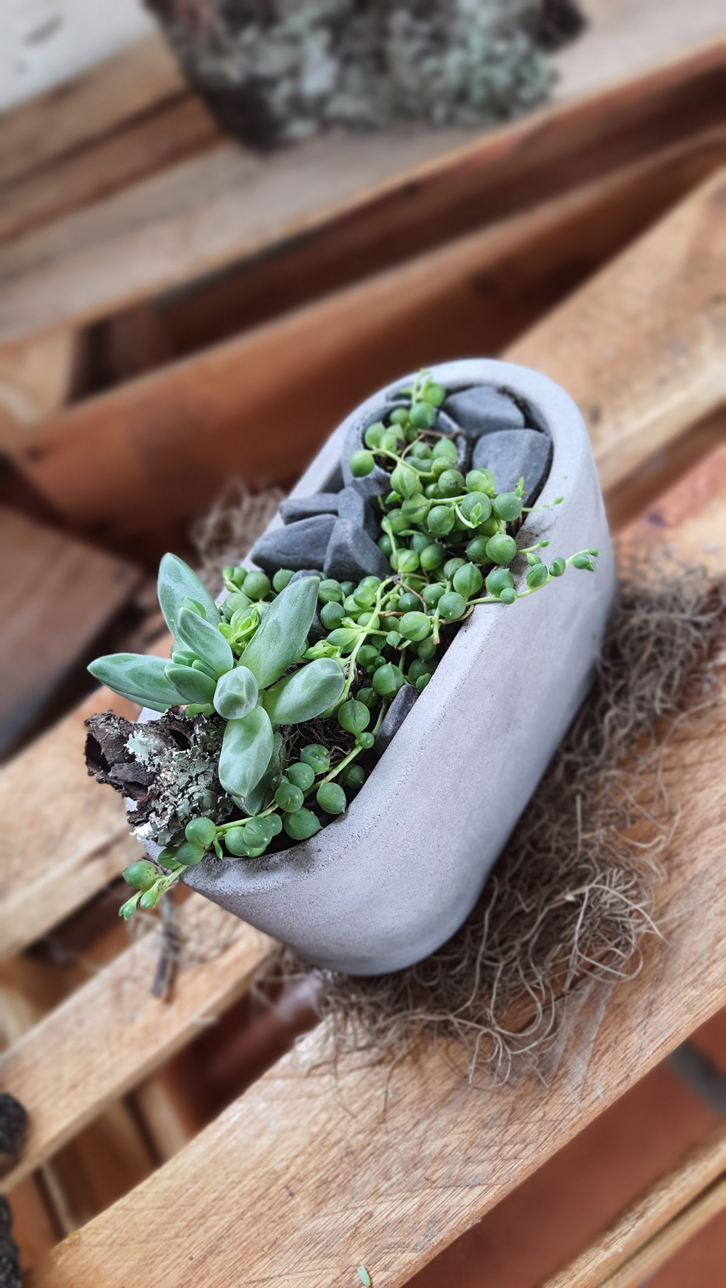 Planta Rosário
