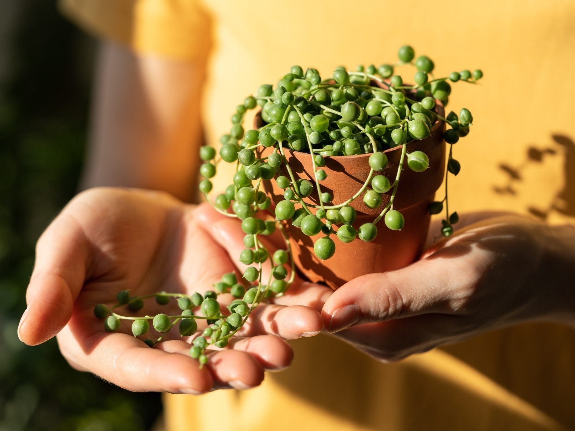 Suculenta Colar de Pérolas