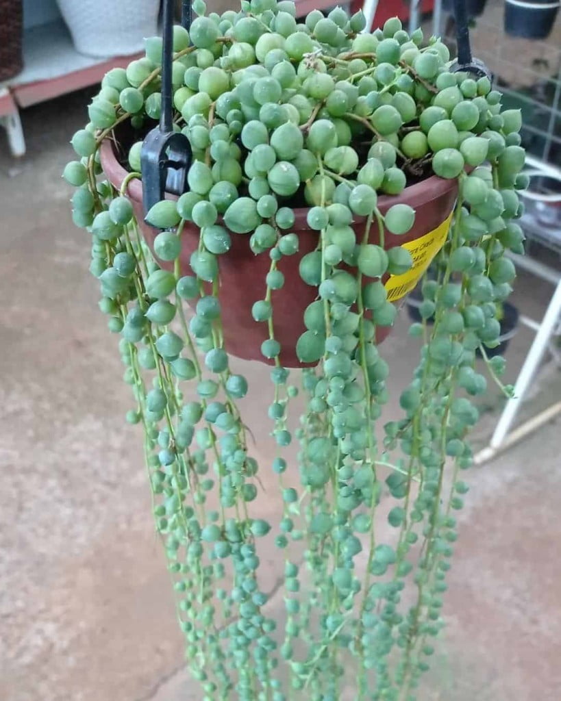 Colar de Pérolas Verde