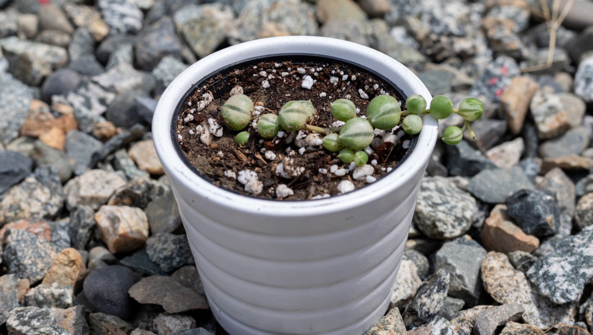 Senecio rowleyanus