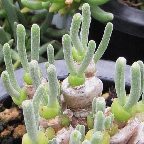 Suculenta Colar de Pérolas