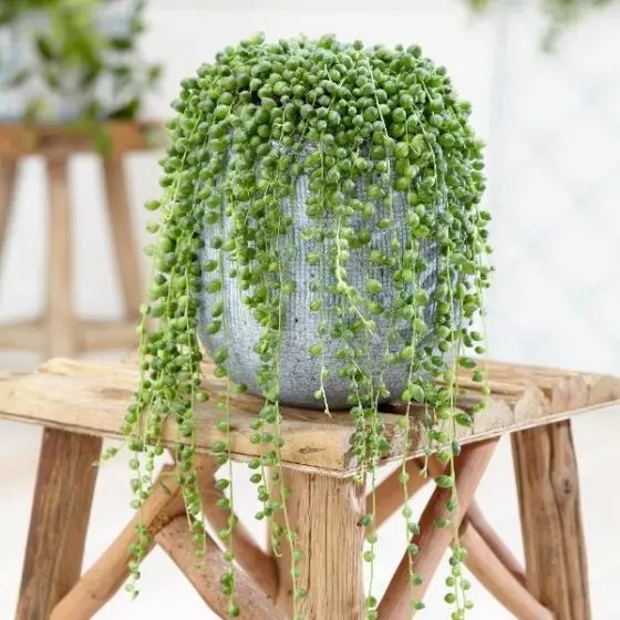 Planta Rosário
