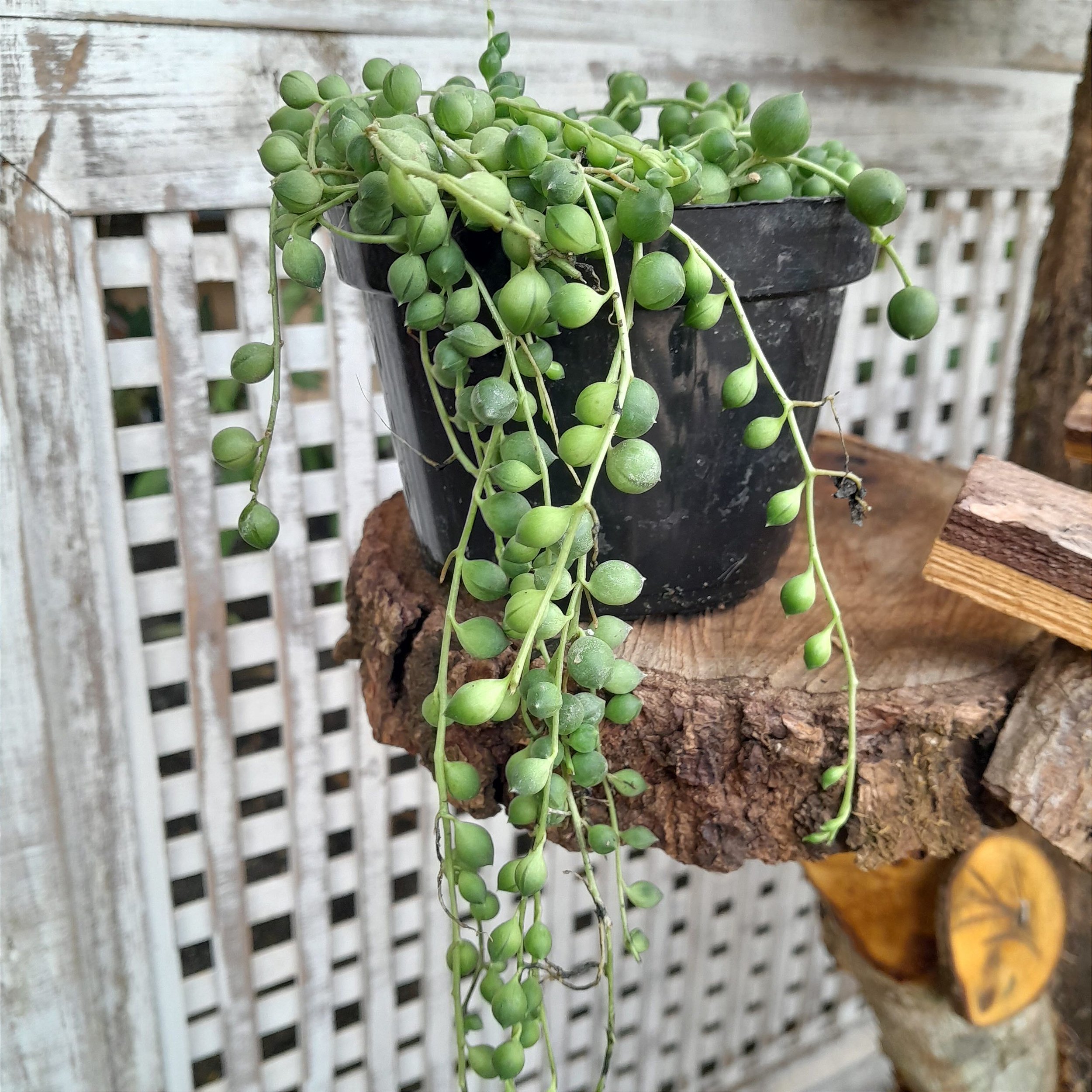 Colar de Pérolas Verde