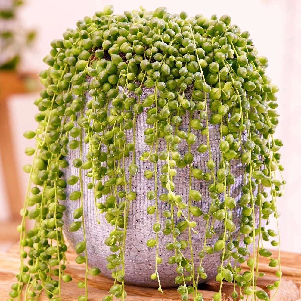 Senecio rowleyanus