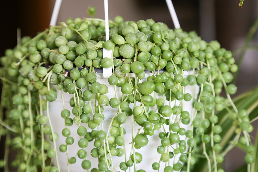 Colar de Pérolas Verde