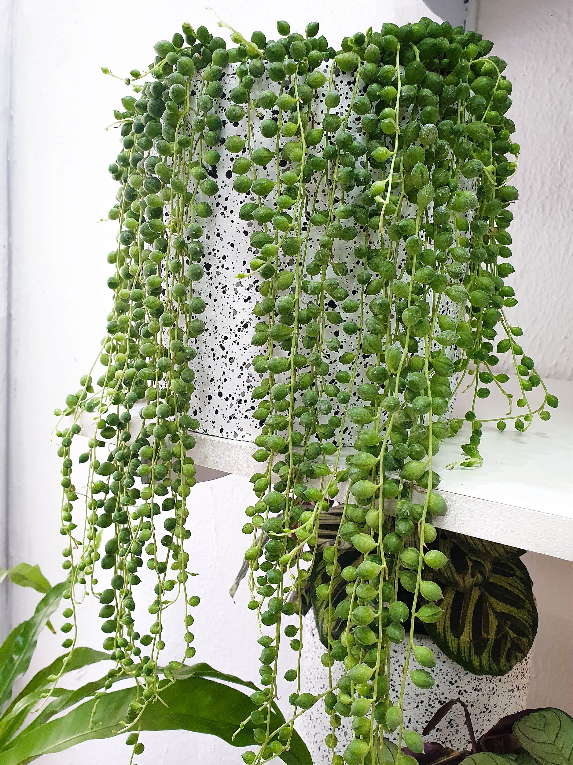 Senecio rowleyanus
