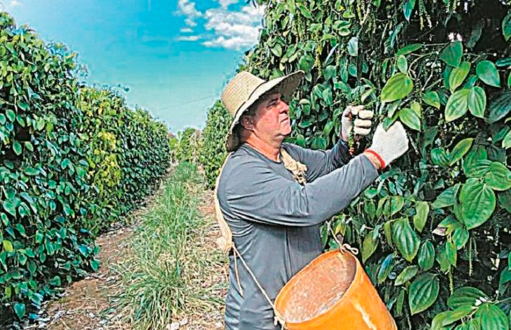Como secar pimenta em casa