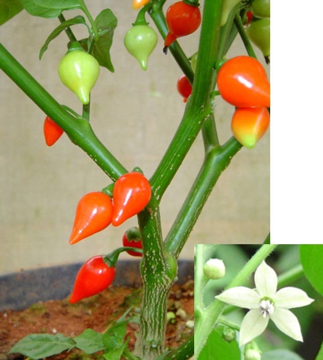 Como identificar o ponto de maturação de cada tipo de pimenta