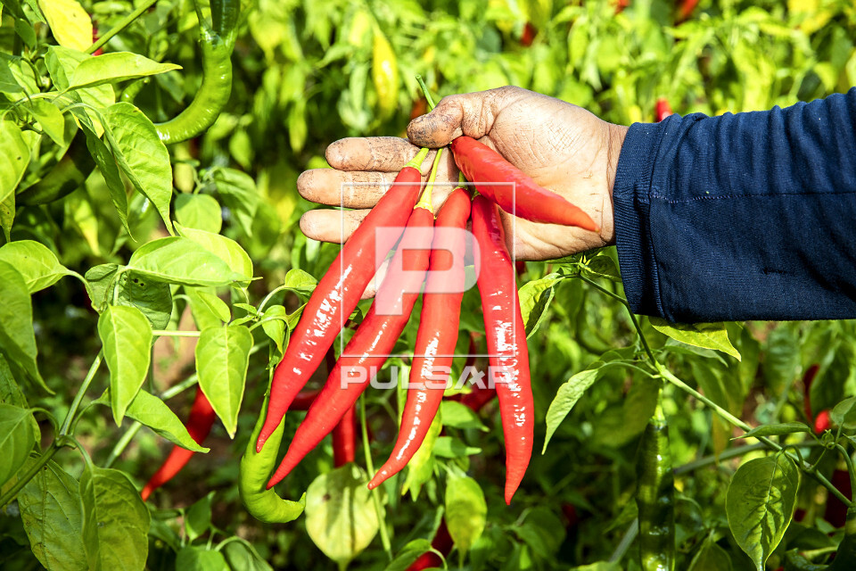 Receitas com pimenta recém-colhida