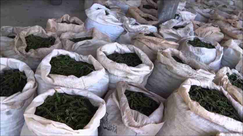 Cuidados com a planta de pimenta após a colheita