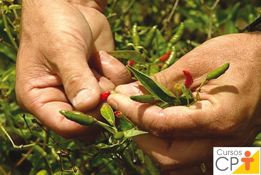 Como identificar o ponto de maturação de cada tipo de pimenta