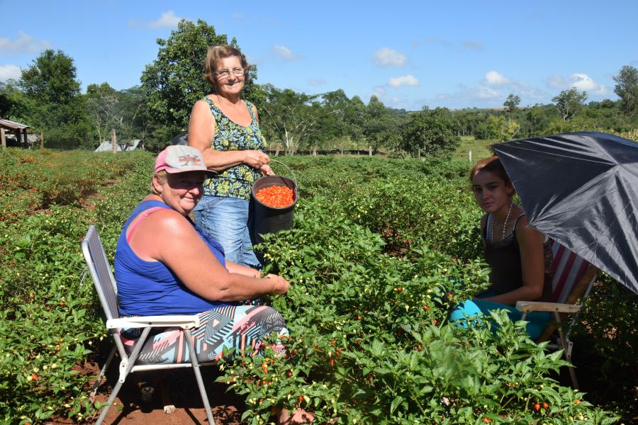 colheita da pimenta