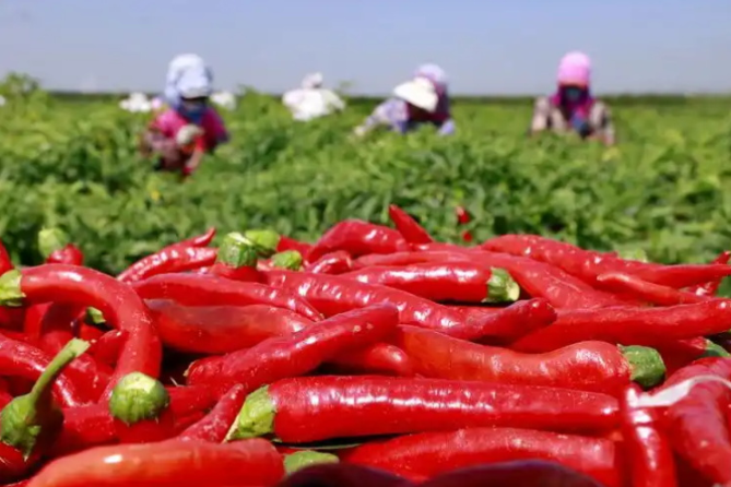 Cuidados com a planta de pimenta após a colheita