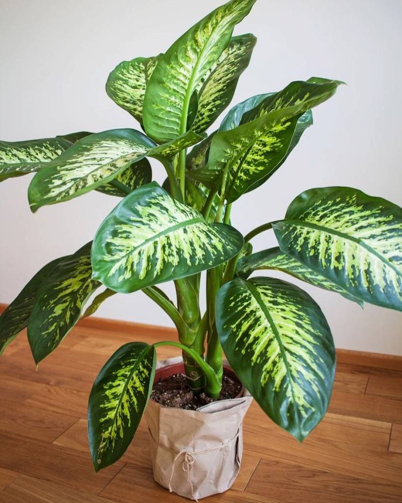 Dieffenbachia seguine
