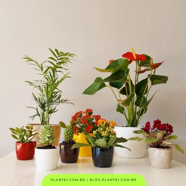 como a cor do vaso influencia a planta