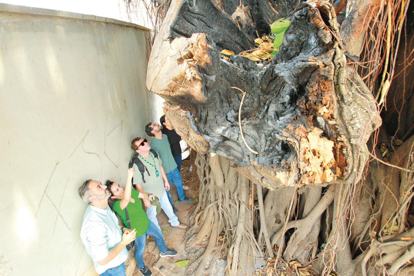 como a gameleira derruba muros