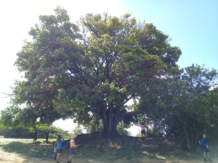 5 Dicas para Proteger seu Muro das Raízes da Gameleira