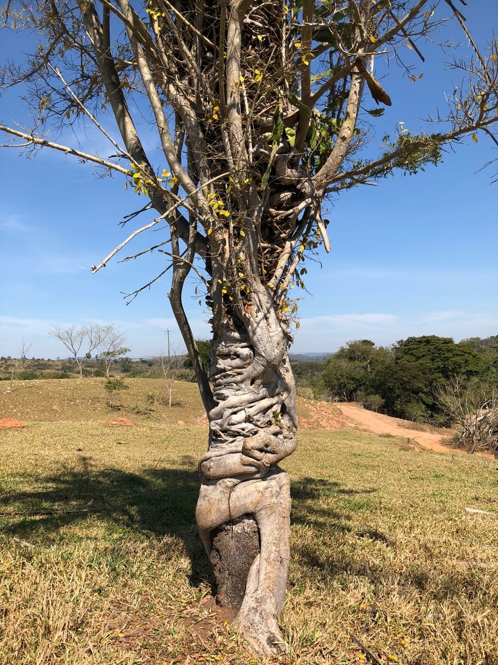 Gameleira Mata-Pau: Entenda o Poder Destrutivo de Suas Raízes