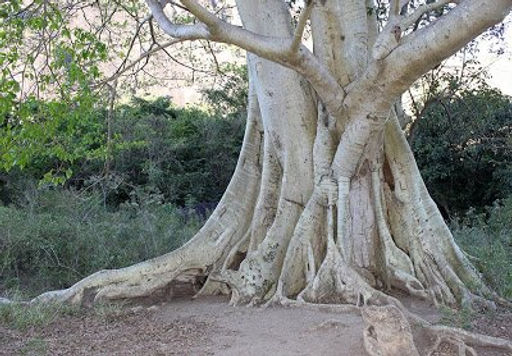 Como Identificar e Remover Raízes de Gameleira que Ameaçam sua Casa