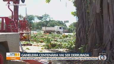 Gameleiras Urbanas: Riscos e Soluções para Construções Próximas