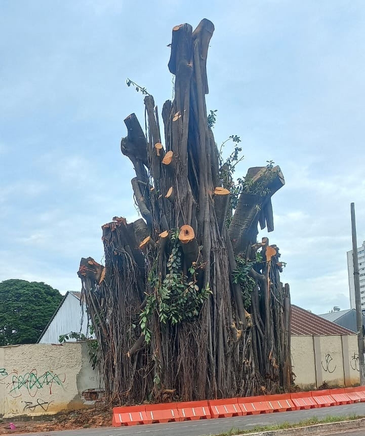 O Ciclo de Vida da Gameleira e Seus Impactos em Estruturas