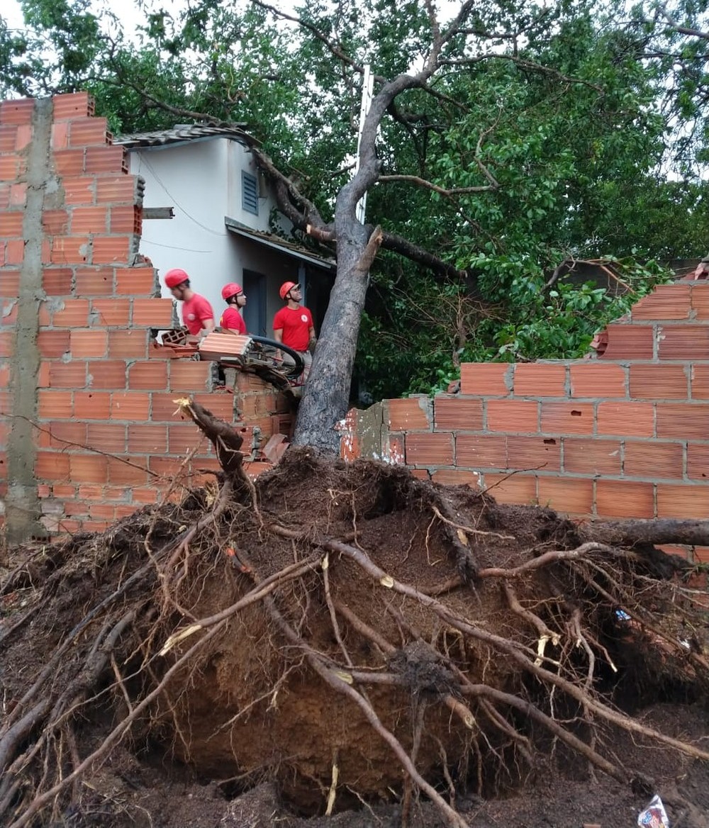 como a gameleira derruba muros