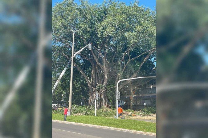 5 Dicas para Proteger seu Muro das Raízes da Gameleira