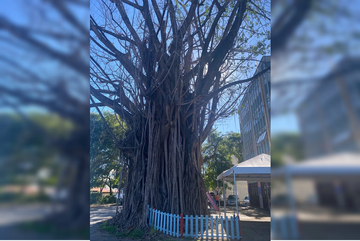 Gameleira Mata-Pau: Entenda o Poder Destrutivo de Suas Raízes